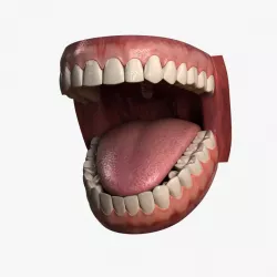 Human Teeth 3d model