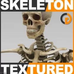 Human Textured Skeleton - Anatomy 3d model