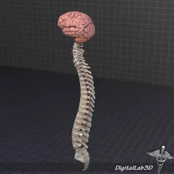 Human Vertebral Column and Brain Anatomy 3d model