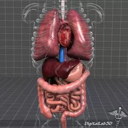 Internal Organs 3d model