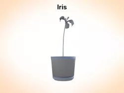 Iris 3d model