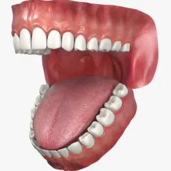 Jaw 3d model
