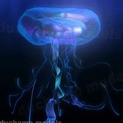 Jellyfish 3d model