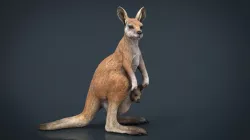 KANGAROO 3d model