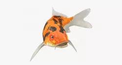 Koi Fish Swiming Pose 3d model