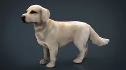 Labrador Retriever 3d model
