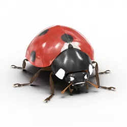 LadyBug 3d model