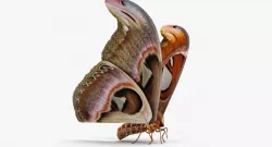Large Atlas Moth 3d model