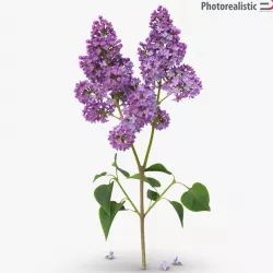 Lilac Stem 3d model