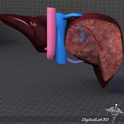Liver Anatomy 3d model