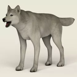 Low Poly Realistic White Wolf 3d model