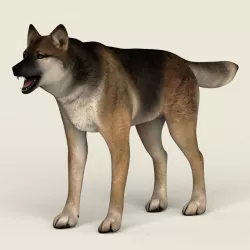 Low Poly Realistic Wolf 3d model