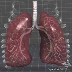Lungs Anatomy External 3d model
