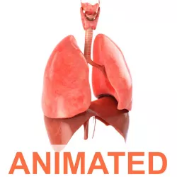Lungs animated 3d model