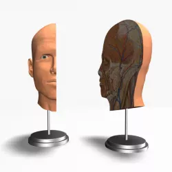 Male Head Cross Section Anatomy 3d model