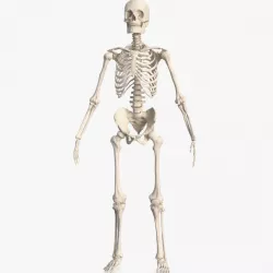 Male Skeleton Full Body 3d model