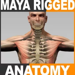 Maya Rigged Human Male Body, Muscular System and Skeleton 3d model