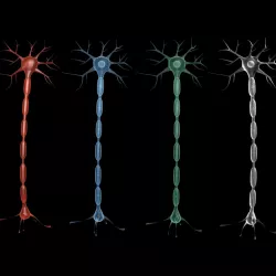 Neuron 2 3d model