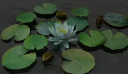 Nymphaea alba 3d model