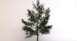 Oak Tree 3d model