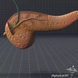 Pancreas Anatomy 3d model