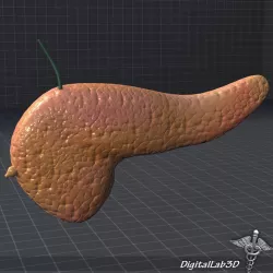 Pancreas External 3d model