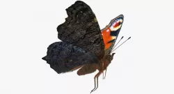 Peacock Butterfly Flying Pose with Fur 3d model