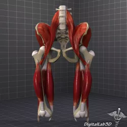 Pelvis Muscular Group 3d model