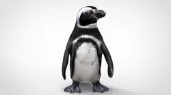 PENGUIN 3d model