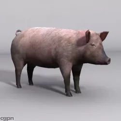 Pig 3d model