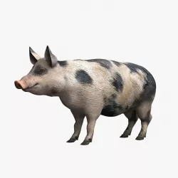 Pig 3d model