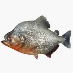 Piranha Rigged 3d model