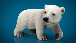 POLAR BEAR BABE 3d model