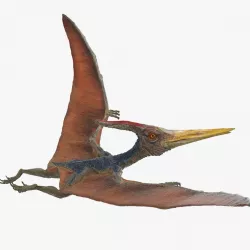 Pteranodon Flying Pose 3d model