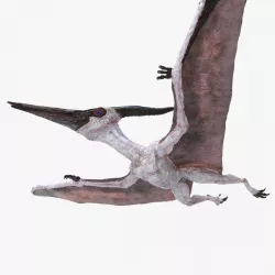 Pterosaur Pteranodon White Flying Pose 3d model
