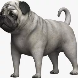 Pug Dog 3d model