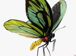 Queen Alexandras Birdwing Flying Pose with Fur 3d model