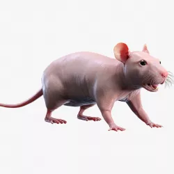 Rat Hairless 3d model