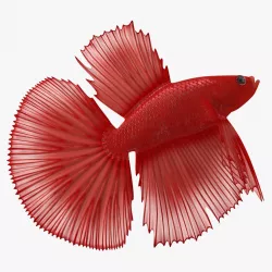 Red Crowntail Betta Fish 3d model
