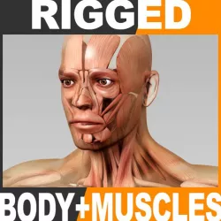 Rigged Human Male Body and Muscular System 3d model