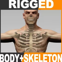 Rigged Human Male Body and Skeleton 3d model