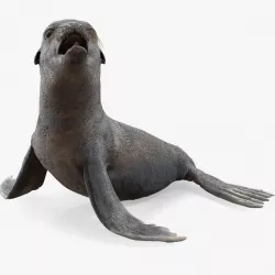 Sea Lion Wet Seating Pose 3d model