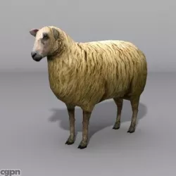 sheep 3d model