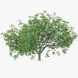 Small Evergreen Tree 3d model