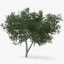 Small Evergreen Tree 3d model