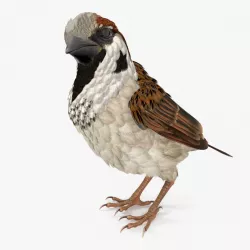 Sparrow Standing Pose 3d model