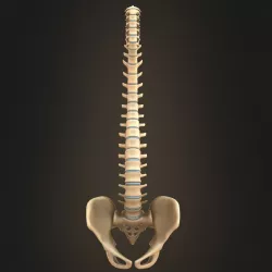 Spine anatomy spinal column 3d model