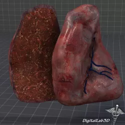 Spleen Anatomy 3d model