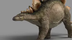 Stegosaurus 3d model