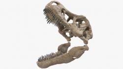 T Rex Skull Fossil 3d model